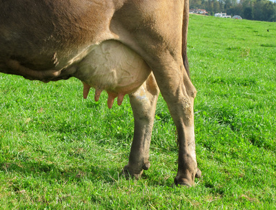 Milch muss aus Kuheutern kommen, so der EuGH