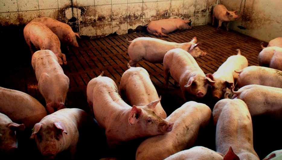 Multiresistente Keime durch Massentierhaltung