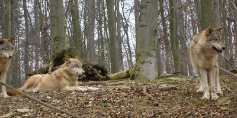 V-Partei³ gegen Jagdlobbyismus und rein ökonomische Interessen von Viehhaltern – für einen Schutz des Wolfes