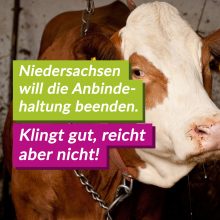 Abschaffung der Anbindehaltung in Niedersachsen kann nur ein Zwischenschritt sein