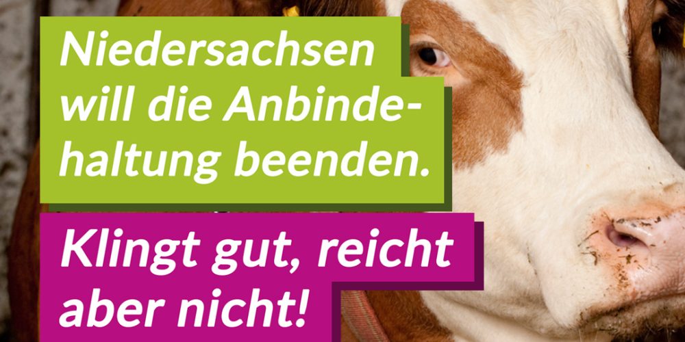 Abschaffung der Anbindehaltung in Niedersachsen kann nur ein Zwischenschritt sein