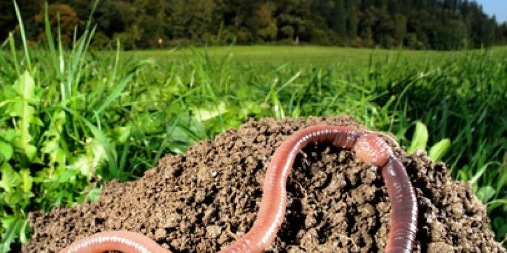 Was lokale Politik mit dem Klimawandel zu tun hat