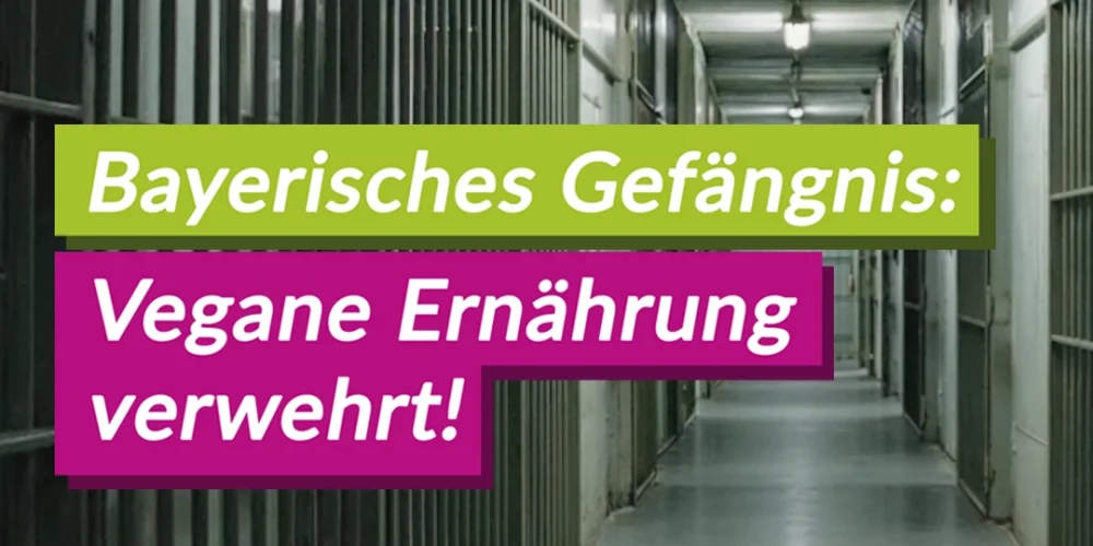 Gericht bestätigt: Vegane Ernährung im bayerischen Gefängnis nicht verpflichtend – V-Partei³ kritisiert Entscheidung als Rückschritt für Tierethik und Menschenrechte