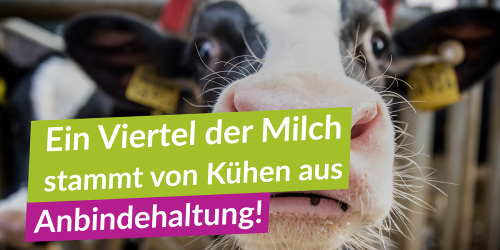 Anbindehaltung – das vergessene Tierleid