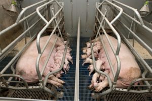 Selbst das ausstrecken oder Aufstehen soll den Sauen verwehrt werden!